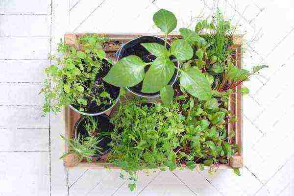 what plants can be grown on the balcony in winter