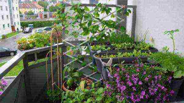 what plants can be grown on the balcony in winter