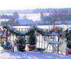 what plants can be grown on the balcony in winter