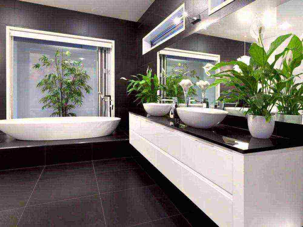 what plants can be grown in the bathroom