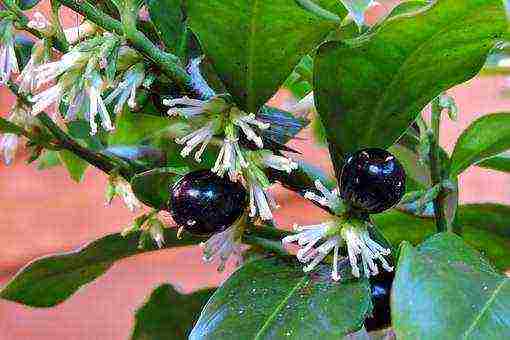 what plants can be grown in the bathroom