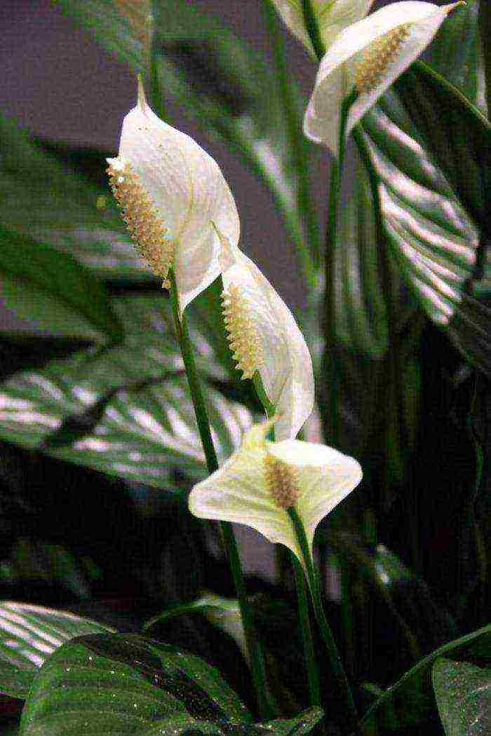 what plants can be grown in the bathroom