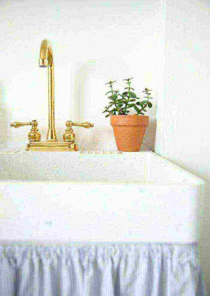 what plants can be grown in the bathroom