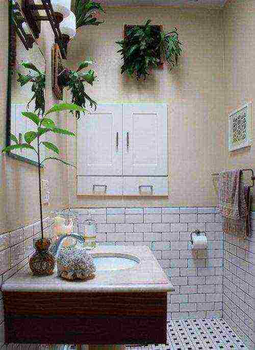 what plants can be grown in the bathroom