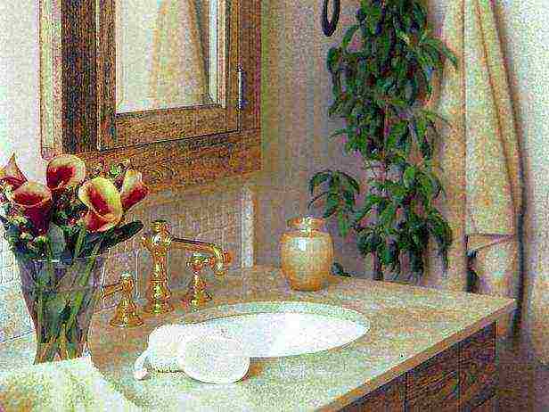 what plants can be grown in the bathroom