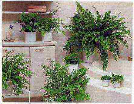 what plants can be grown in the bathroom