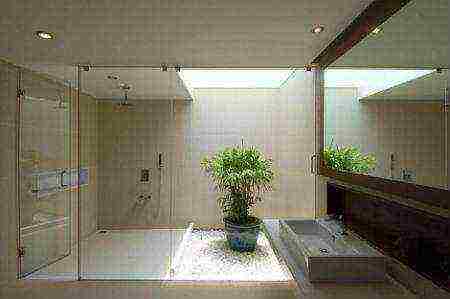 what plants can be grown in the bathroom