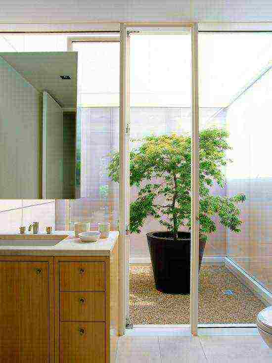 what plants can be grown in the bathroom