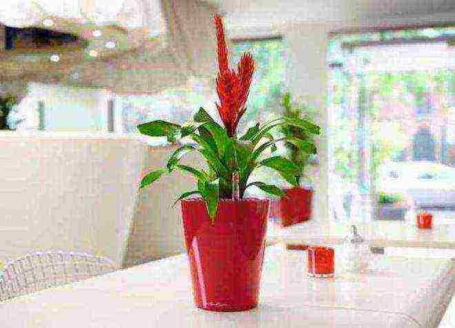 what plants can not be grown at home according to Feng Shui