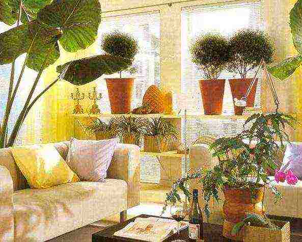 what plants can not be grown at home according to Feng Shui