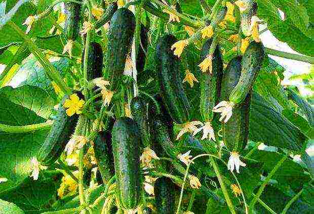 what are the best varieties of cucumbers