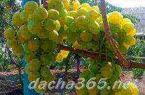 what are the best grape varieties