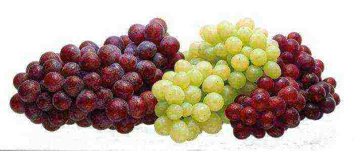 what are the best grape varieties