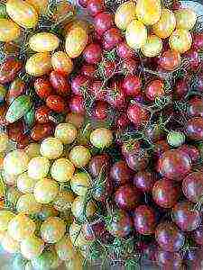 what are the best cherry varieties