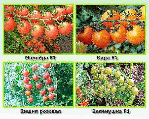 what are the best cherry varieties