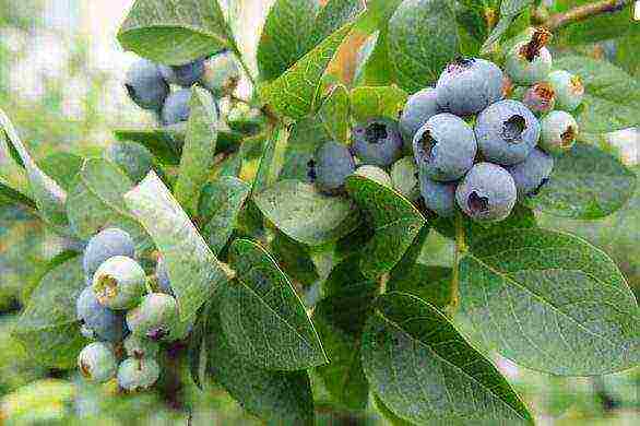 what varieties of blueberries are better to grow in Belarus