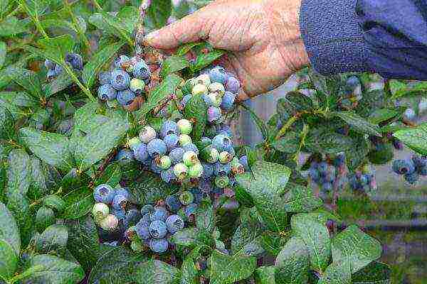 what varieties of blueberries are better to grow in Belarus