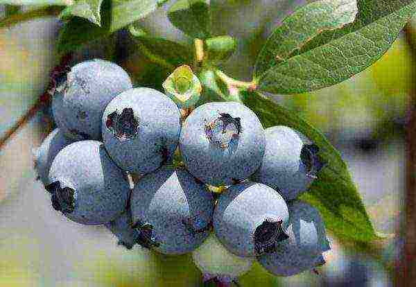 anong mga pagkakaiba-iba ng mga blueberry ang mas mahusay na lumago sa Belarus