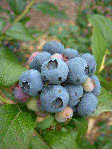 what varieties of blueberries are better to grow in Belarus
