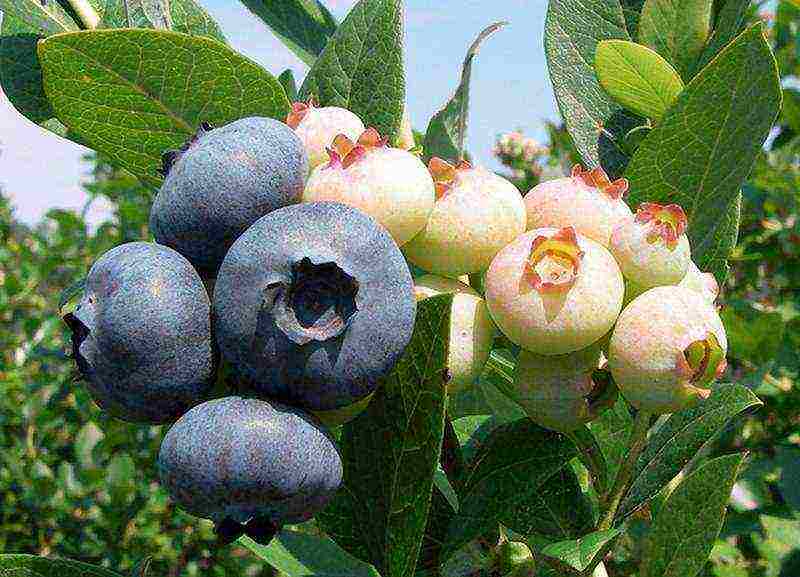 anong mga pagkakaiba-iba ng mga blueberry ang mas mahusay na lumago sa Belarus