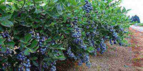 what varieties of blueberries are better to grow in Belarus