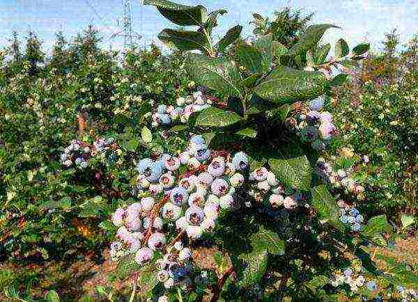 what varieties of blueberries are better to grow in Belarus