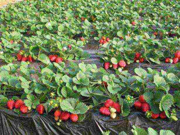 what varieties of strawberries can be grown all year round