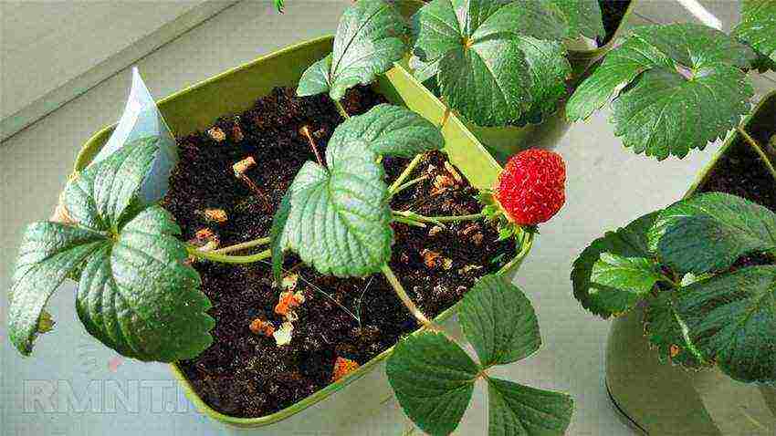 what varieties of strawberries can be grown all year round