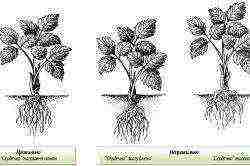 what varieties of strawberries can be grown all year round