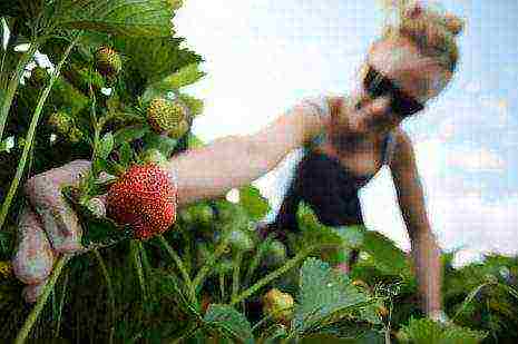 what varieties of strawberries are grown on the Lenin state farm