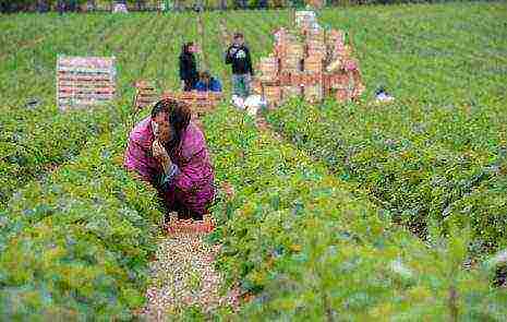 anong mga pagkakaiba-iba ng mga strawberry ang lumaki sa Lenin state farm