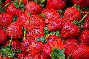 what varieties of strawberries are grown on the Lenin state farm