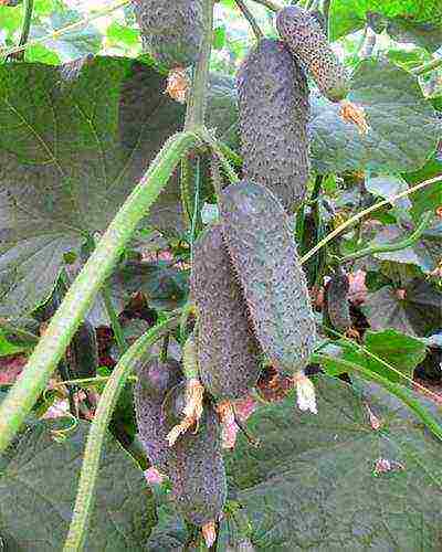 what varieties are the best varieties of cucumbers