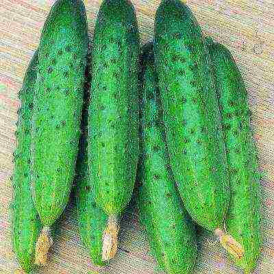 what varieties are the best varieties of cucumbers