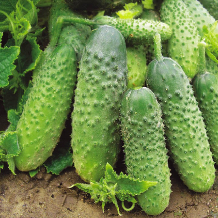 what varieties are the best varieties of cucumbers