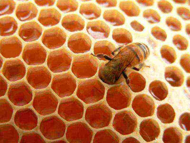 which varieties of honey are better