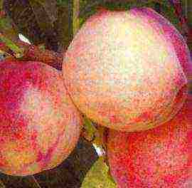 which varieties of peaches are better