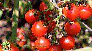 what varieties of tomatoes are best grown in greenhouses