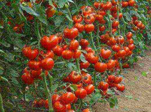 what varieties of tomatoes are best grown in greenhouses