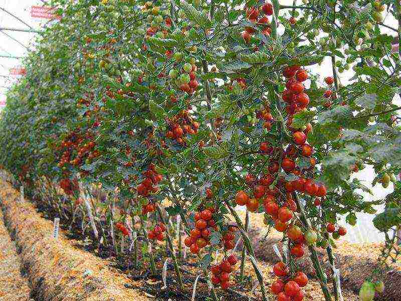 what varieties of tomatoes are best grown in greenhouses