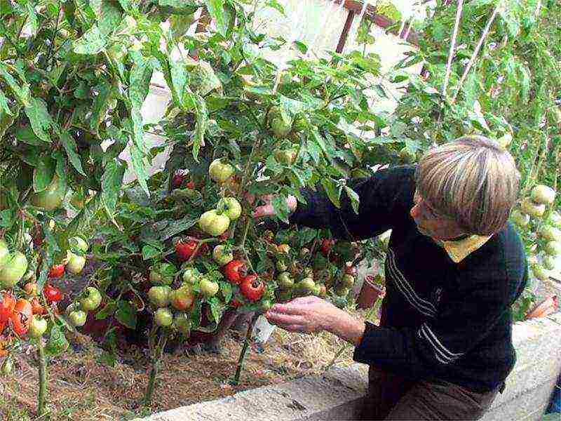 what varieties of tomatoes are best grown in greenhouses