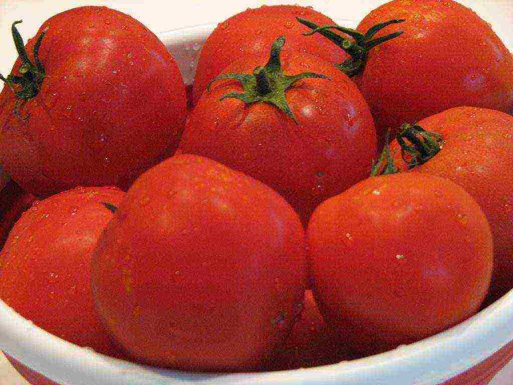 what varieties of tomatoes are best grown in greenhouses