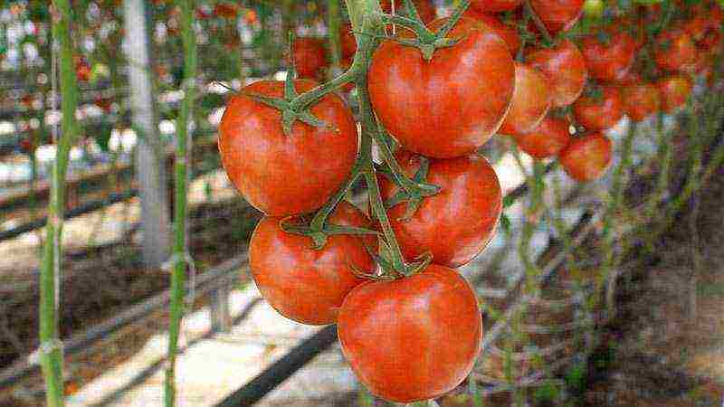 anong mga pagkakaiba-iba ng mga kamatis ang pinakamahusay na lumaki sa mga greenhouse