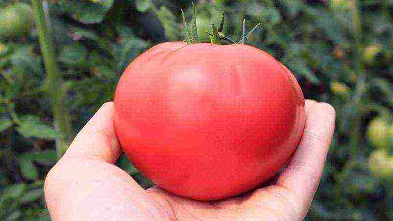 what varieties of tomatoes are best grown in greenhouses