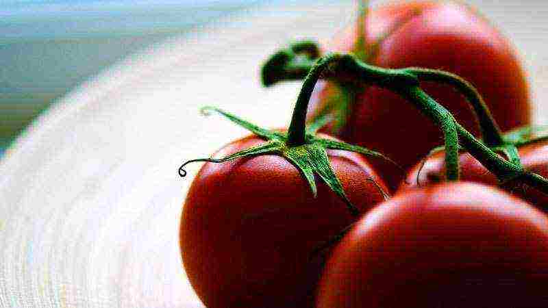 what varieties of tomatoes are best grown in greenhouses