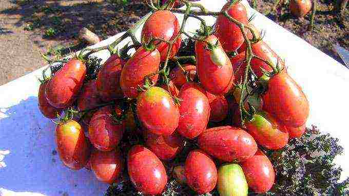 anong mga pagkakaiba-iba ng mga kamatis ang pinakamahusay na lumaki sa mga greenhouse