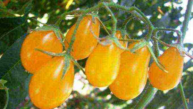 anong mga pagkakaiba-iba ng mga kamatis ang pinakamahusay na lumaki sa mga greenhouse