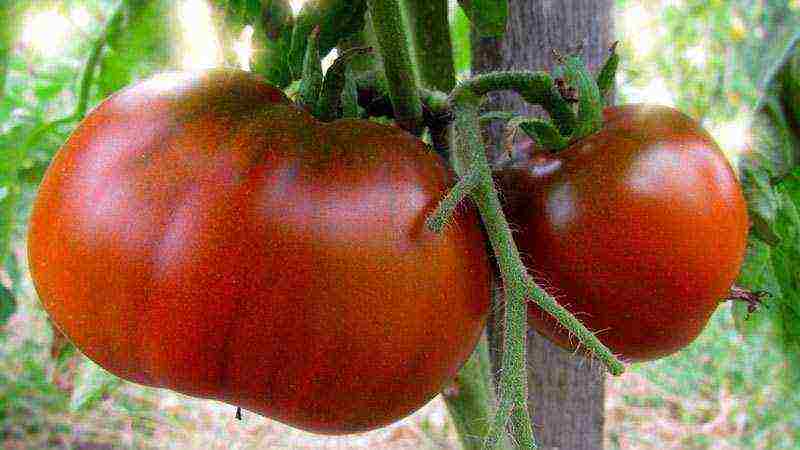 anong mga pagkakaiba-iba ng mga kamatis ang pinakamahusay na lumaki sa mga greenhouse