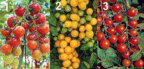 what varieties of tomatoes are best grown in a greenhouse