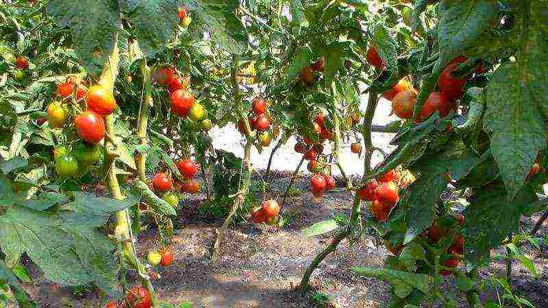 anong mga pagkakaiba-iba ng mga kamatis ang pinakamahusay na lumaki sa isang greenhouse